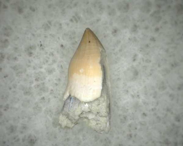 Diadectid Reptile-like Amphibian Tooth #6 - Image 3