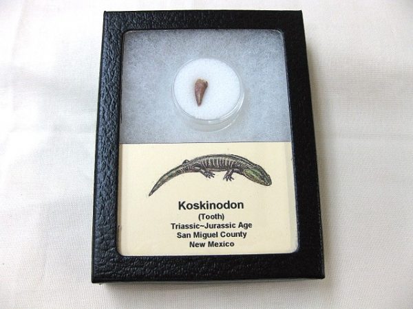 Koskinodon Amphibian Tooth #3