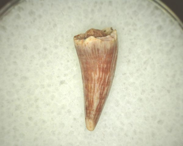 Koskinodon Amphibian Tooth #3 - Image 3