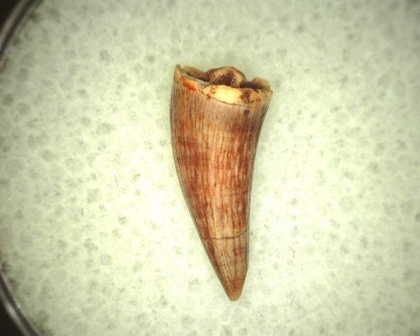 Koskinodon Amphibian Tooth #3 - Image 2