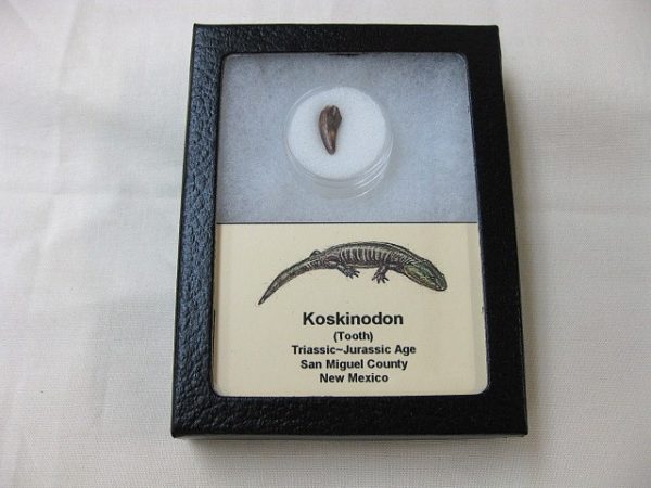 Koskinodon Amphibian Tooth #4