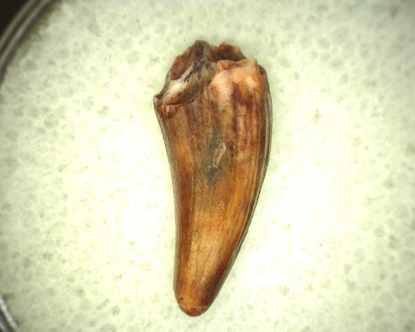 Koskinodon Amphibian Tooth #4 - Image 3