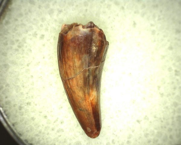 Koskinodon Amphibian Tooth #4 - Image 2