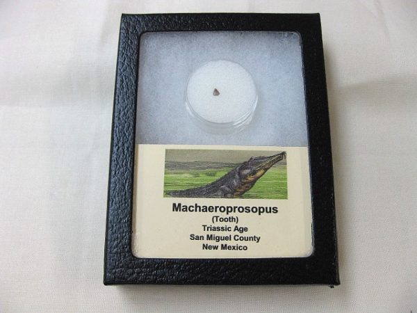 Machaeroprosopus Reptile Tooth #3