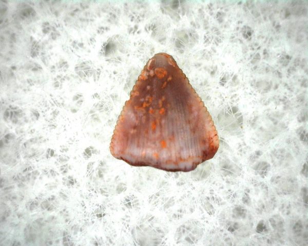 Machaeroprosopus Reptile Tooth #3 - Image 3