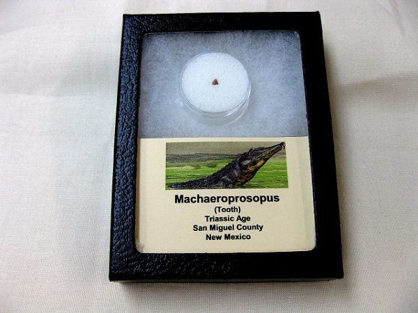 Machaeroprosopus Reptile Tooth #4