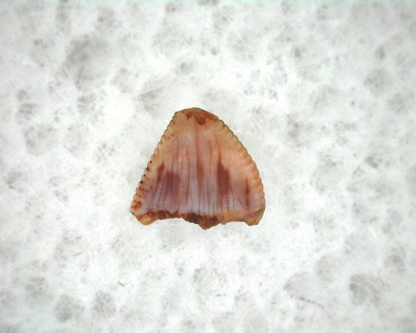 Machaeroprosopus Reptile Tooth #4 - Image 3