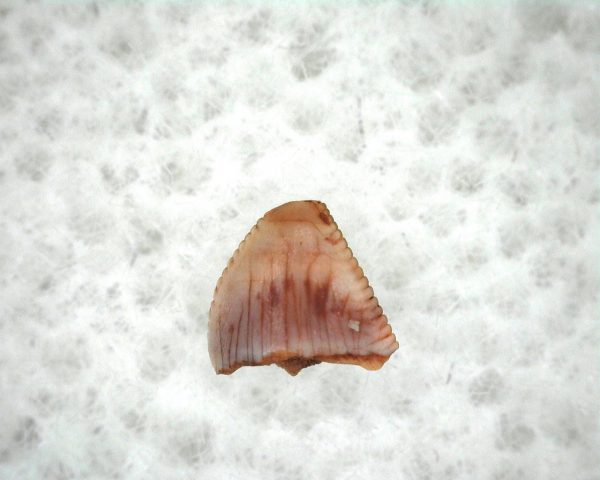 Machaeroprosopus Reptile Tooth #4 - Image 2