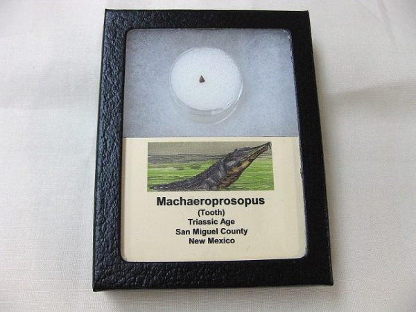 Machaeroprosopus Reptile Tooth #5