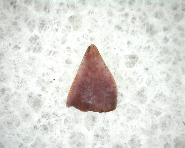 Machaeroprosopus Reptile Tooth #5 - Image 2