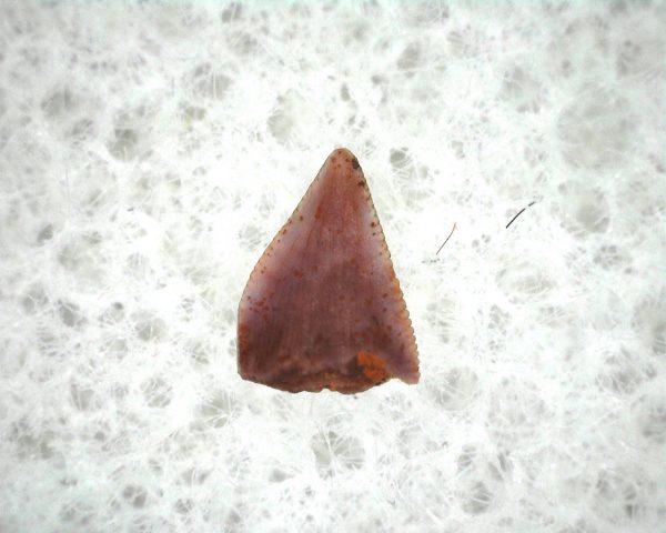 Machaeroprosopus Reptile Tooth #5 - Image 3