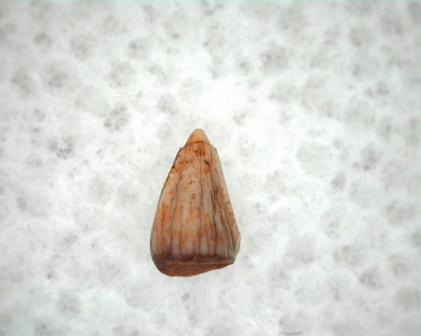 Pseudosuchian Dinosaur Like Reptile Tooth #3 - Image 2