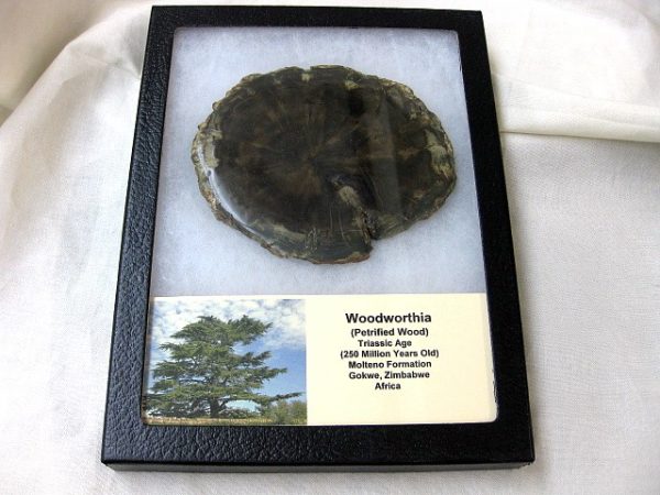 Genuine Petrified Woodworthia Wood From Gokwe Zimbabwe Africa For Sale- Triassic Age #3