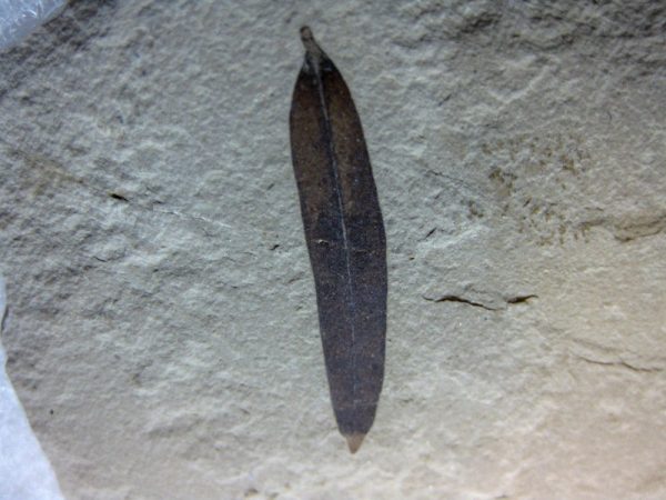 Utah Eocene Leaf #8 - Image 2