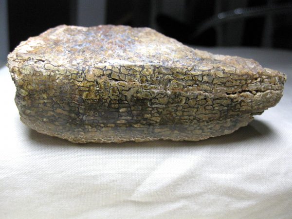 Polished Jurassic Dinosaur Bone #41 - Image 2