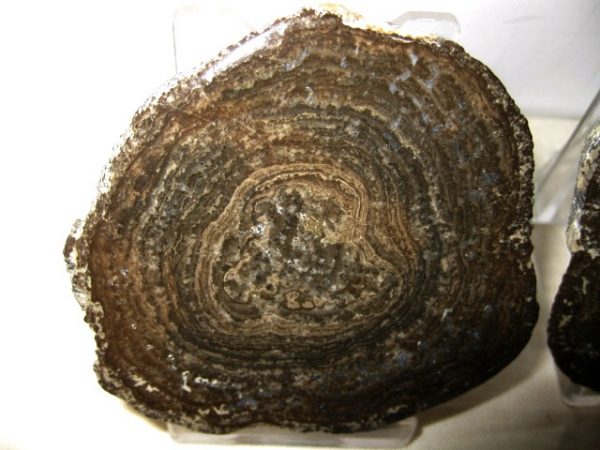 Utah Girvanella Stromatolite #10 - Image 3