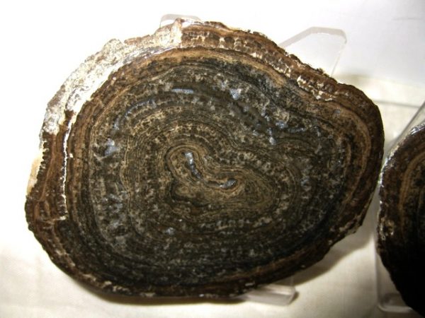 Utah Girvanella Stromatolite #11 - Image 3