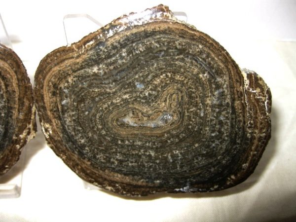 Utah Girvanella Stromatolite #11 - Image 2