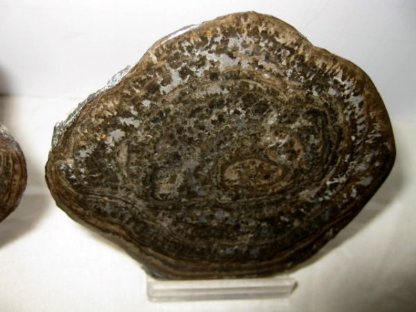 Utah Girvanella Stromatolite #13 - Image 3