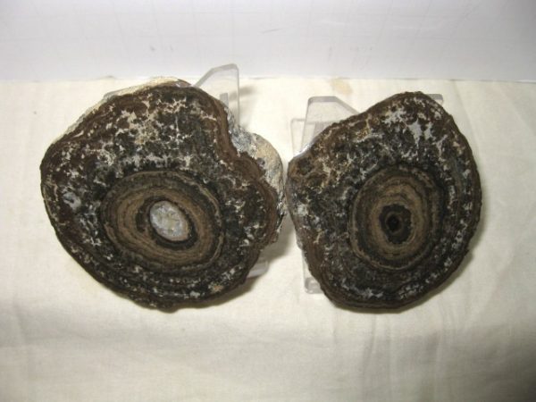 Utah Girvanella Stromatolite #15