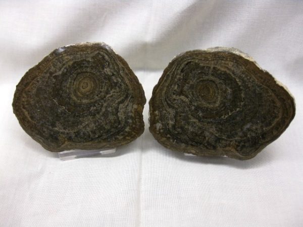 Utah Girvanella Stromatolite #2