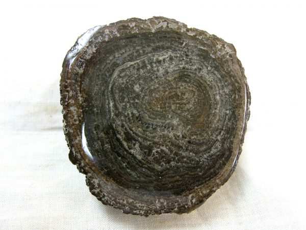 Utah Girvanella Stromatolite #21