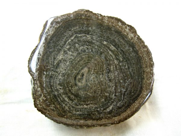 Utah Girvanella Stromatolite #22