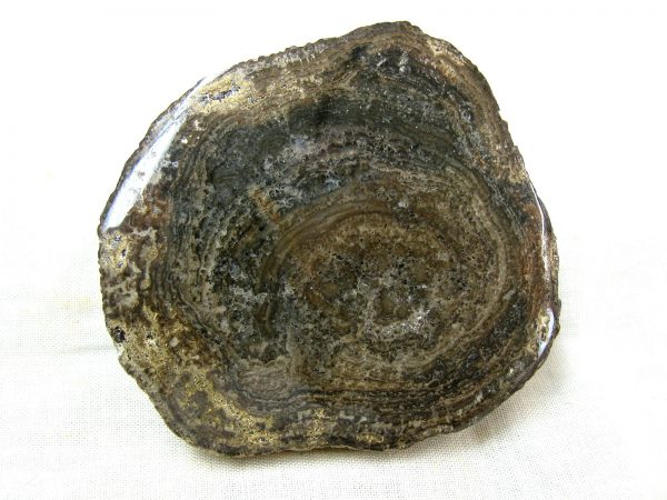 Utah Girvanella Stromatolite #27