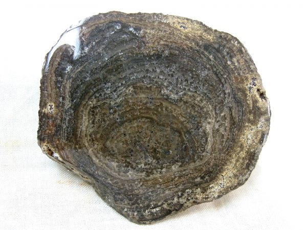 Utah Girvanella Stromatolite #28