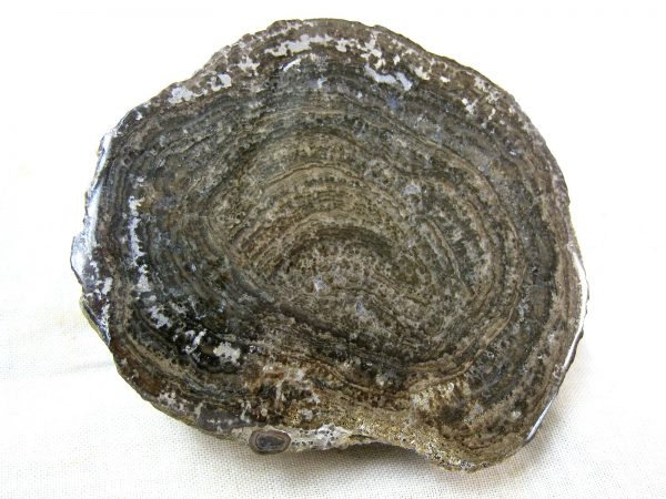 Utah Girvanella Stromatolite #29