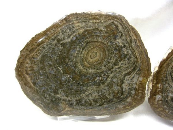 Utah Girvanella Stromatolite #2 - Image 2