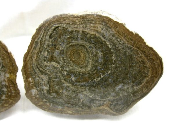 Utah Girvanella Stromatolite #2 - Image 3