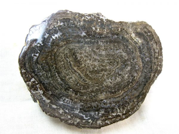 Utah Girvanella Stromatolite #30