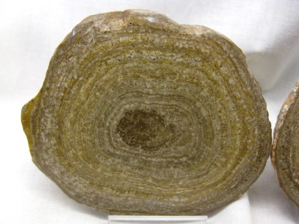 Utah Girvanella Stromatolite #3 - Image 2