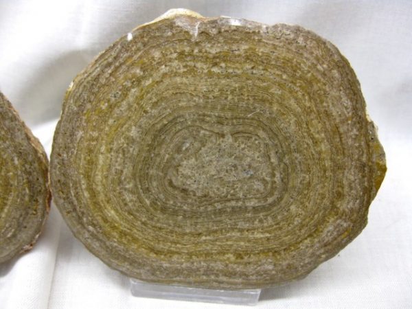 Utah Girvanella Stromatolite #3 - Image 3