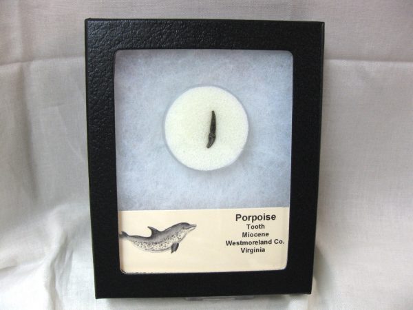 Miocene Porpoise Tooth #9