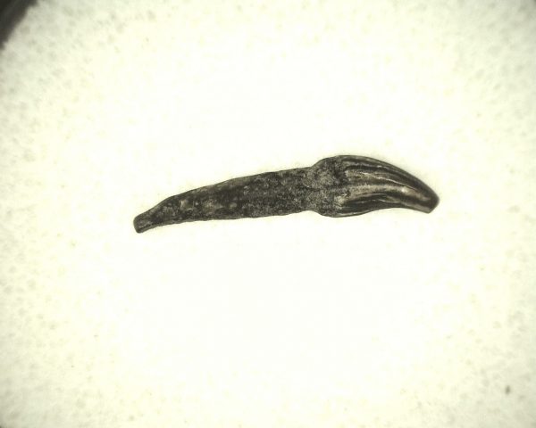 Miocene Porpoise Tooth #9 - Image 3