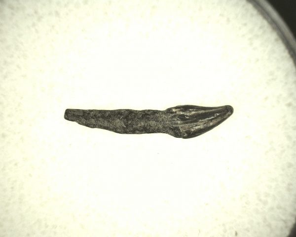 Miocene Porpoise Tooth #9 - Image 2