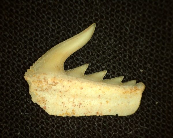 Weltonia Ancistrodon Shark Tooth #1