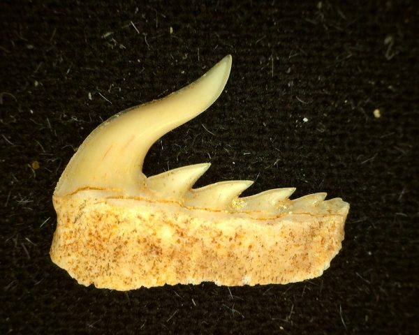 Weltonia Ancistrodon Shark Tooth #10