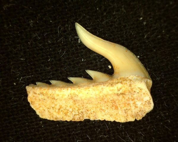 Weltonia Ancistrodon Shark Tooth #10 - Image 2