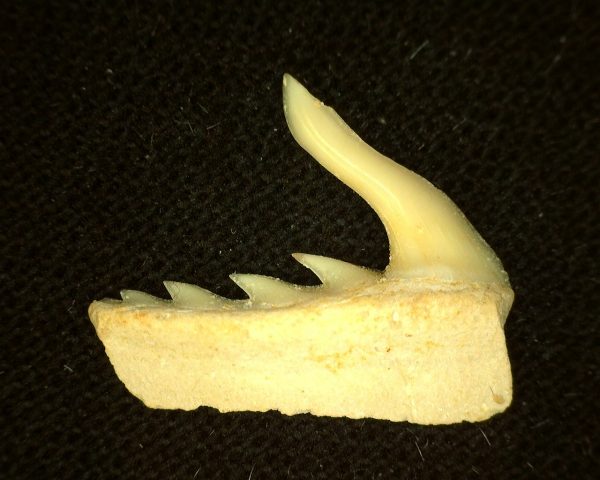 Weltonia Ancistrodon Shark Tooth #11