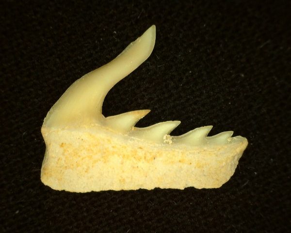 Weltonia Ancistrodon Shark Tooth #11 - Image 2