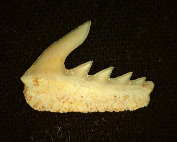 Weltonia Ancistrodon Shark Tooth #12