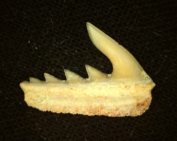 Weltonia Ancistrodon Shark Tooth #12 - Image 2