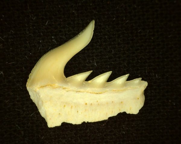 Weltonia Ancistrodon Shark Tooth #13