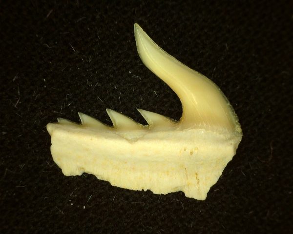 Weltonia Ancistrodon Shark Tooth #13 - Image 2