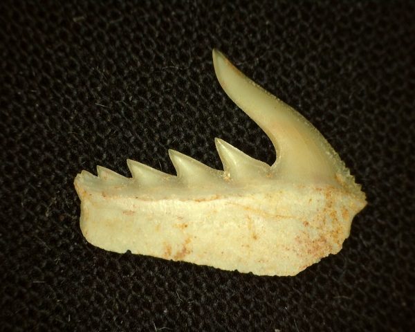 Weltonia Ancistrodon Shark Tooth #1 - Image 2