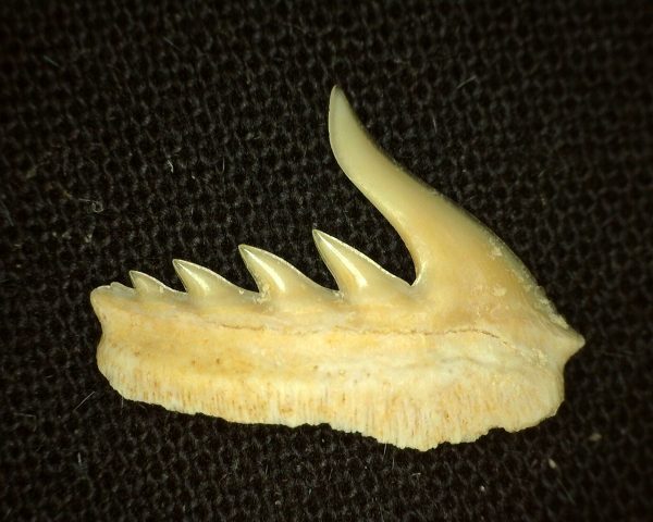 Weltonia Ancistrodon Shark Tooth #2