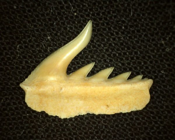 Weltonia Ancistrodon Shark Tooth #2 - Image 2